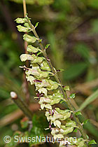 Salbeiblättriger Gamander (Teucrium scorodonia) (F253185) Salbeiblättriger Gamander (Teucrium scorodonia) (F253185)