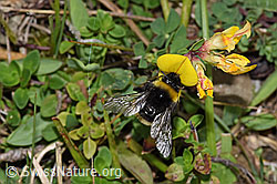 Gewöhnlicher Hornklee (Lotus corniculatus)