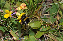 Hellgelbe Erdhummel (Bombus lucorum) auf Gewöhnlichem Hornklee (Lotus corniculatus) (F253188) Hellgelbe Erdhummel (Bombus lucorum) auf Gewöhnlichem Hornklee (Lotus corniculatus) (F253188)