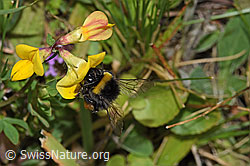 Hellgelbe Erdhummel (Bombus lucorum) auf Gewöhnlichem Hornklee (Lotus corniculatus) (F253189) Hellgelbe Erdhummel (Bombus lucorum) auf Gewöhnlichem Hornklee (Lotus corniculatus) (F253189)
