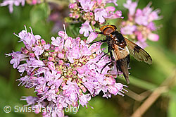 Gemeine Waldschwebfliege (Volucella pellucens)