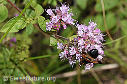 Gemeine Waldschwebfliege (Volucella pellucens) auf Echtem Dost (Origanum vulgare) (F253214) Gemeine Waldschwebfliege (Volucella pellucens) auf Echtem Dost (Origanum vulgare) (F253214)