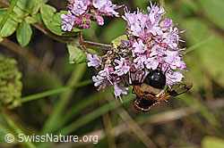 Gemeine Waldschwebfliege (Volucella pellucens) auf Echtem Dost (Origanum vulgare) (F253215) Gemeine Waldschwebfliege (Volucella pellucens) auf Echtem Dost (Origanum vulgare) (F253215)