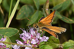 Foto: Braunkolbiger Braundickkopffalter (Thymelicus sylvestris) auf Echter Dost (Origanum vulgare)
