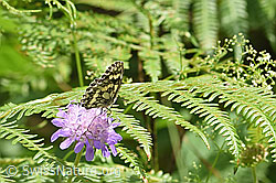 Schachbrett (Melanargia galathea) auf Berg-Jasione (Jasione montana)