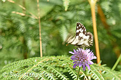 Schachbrett (Melanargia galathea) auf Wald-Witwenblume (Knautia dipsacifolia) (F253219) Schachbrett (Melanargia galathea) auf Wald-Witwenblume (Knautia dipsacifolia) (F253219)