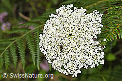 Wilde Möhre (Daucus carota ssp. carota) (F253221) Wilde Möhre (Daucus carota ssp. carota) (F253221)