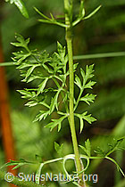 Wilde Möhre (Daucus carota ssp. carota) (F253223) Wilde Möhre (Daucus carota ssp. carota) (F253223)