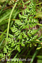 Wilde Möhre (Daucus carota ssp. carota) (F253224) Wilde Möhre (Daucus carota ssp. carota) (F253224)