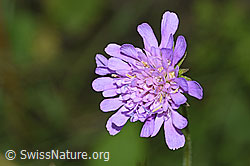 Wald-Witwenblume (Knautia dipsacifolia) (F253226) Wald-Witwenblume (Knautia dipsacifolia) (F253226)