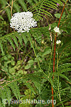 Wilde Möhre (Daucus carota ssp. carota) (F253230) Wilde Möhre (Daucus carota ssp. carota) (F253230)