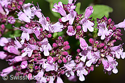 Echter Dost (Origanum vulgare) (F253233)