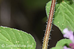 Echter Dost (Origanum vulgare) (F253237)