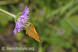 Foto: Rostfarbiger Dickkopffalter (Ochlodes sylvanus) auf Wald-Witwenblume (Knautia dipsacifolia)