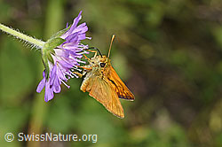 Rostfarbiger Dickkopffalter (Ochlodes sylvanus) auf Wald-Witwenblume (Knautia dipsacifolia) (23.07.2023, F253245)