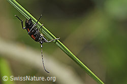 Foto: Kleiner Schmalbock (Stenurella melanura)