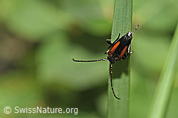 Foto: Kleiner Schmalbock (Stenurella melanura)