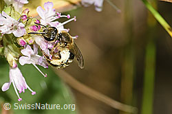 Foto: Weissbinden-Schmalbiene (Lasioglossum leucozonium) auf Echtem Dost (Origanum vulgare)