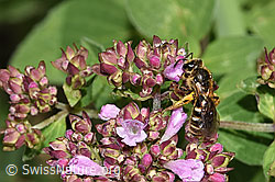 Foto: Weissbinden-Schmalbiene (Lasioglossum leucozonium) auf Echtem Dost (Origanum vulgare)