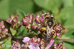 Foto: Weissbinden-Schmalbiene (Lasioglossum leucozonium) auf Echtem Dost (Origanum vulgare)