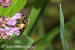 Foto: Weissbinden-Schmalbiene (Lasioglossum leucozonium) auf Echtem Dost (Origanum vulgare)