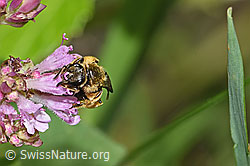 Foto: Weissbinden-Schmalbiene (Lasioglossum leucozonium) auf Echtem Dost (Origanum vulgare)