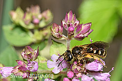 Foto: Weissbinden-Schmalbiene (Lasioglossum leucozonium) auf Echtem Dost (Origanum vulgare)