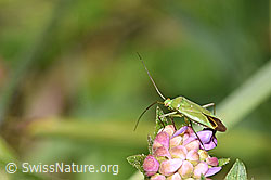 Grüne Distelwanze (Calocoris affinis) auf Wald-Witwenblume (Knautia dipsacifolia) (F253313) Grüne Distelwanze (Calocoris affinis) auf Wald-Witwenblume (Knautia dipsacifolia) (F253313)