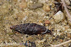 Scharfgerippte Schliessmundschnecke (Clausilia cruciata) (03.09.2023, F259453)