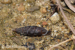 Clausilia cruciata (F259456)