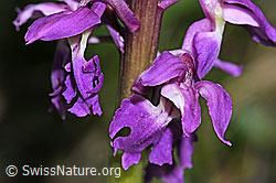 Männliches Knabenkraut (Orchis mascula) (F265455)