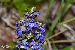 Kriechender Günsel (Ajuga reptans) (F268013)