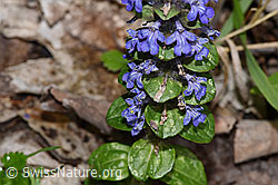 Kriechender Günsel (Ajuga reptans) (F268014)