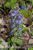 Kriechender Günsel (Ajuga reptans) (F268015)