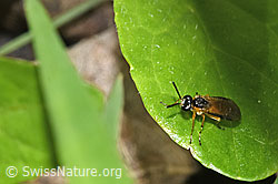 Foto: Athalia circularis (Echte Blattwespe) auf Blatt