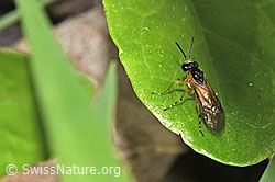 Foto: Athalia circularis (Echte Blattwespe) auf Blatt