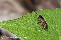 Foto: Athalia circularis (Echte Blattwespe) auf Blatt