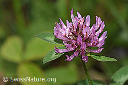 Rot-Klee (Trifolium pratense) (F268049)