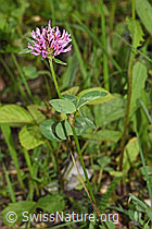 Rot-Klee (Trifolium pratense) (F268052)