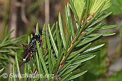 Agrothereutes leucorhaeus (Schlupfwespe) (F268065) Agrothereutes leucorhaeus (Schlupfwespe) (F268065)