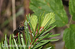 Agrothereutes leucorhaeus (Schlupfwespe) (F268066) Agrothereutes leucorhaeus (Schlupfwespe) (F268066)