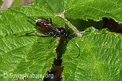 Agrothereutes leucorhaeus (Schlupfwespe) (F268070) Agrothereutes leucorhaeus (Schlupfwespe) (F268070)