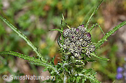 Sumpf-Kratzdistel (Cirsium palustre) (F268073) Sumpf-Kratzdistel (Cirsium palustre) (F268073)