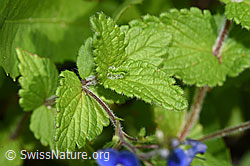 Gamander-Ehrenpreis (Veronica chamaedrys) (F268096) Gamander-Ehrenpreis (Veronica chamaedrys) (F268096)
