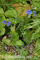 Gamander-Ehrenpreis (Veronica chamaedrys) (26.05.2024, F268099)