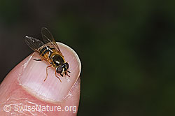 Zweiband-Wiesenschwebfliege (Epistrophe eligans) (F268100) Zweiband-Wiesenschwebfliege (Epistrophe eligans) (F268100)