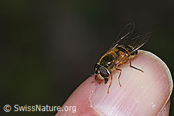 Zweiband-Wiesenschwebfliege (Epistrophe eligans) (F268103) Zweiband-Wiesenschwebfliege (Epistrophe eligans) (F268103)