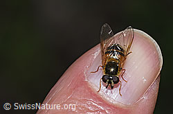Zweiband-Wiesenschwebfliege (Epistrophe eligans) (F268104) Zweiband-Wiesenschwebfliege (Epistrophe eligans) (F268104)