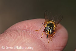 Zweiband-Wiesenschwebfliege (Epistrophe eligans) (F268108) Zweiband-Wiesenschwebfliege (Epistrophe eligans) (F268108)