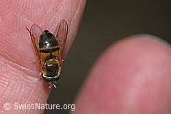Zweiband-Wiesenschwebfliege (Epistrophe eligans) (F268109) Zweiband-Wiesenschwebfliege (Epistrophe eligans) (F268109)